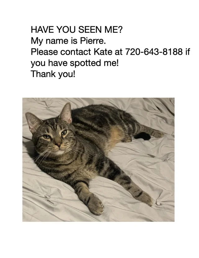 Lost Cat in Brooklyn