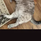 Lost Cat in Indianapolis