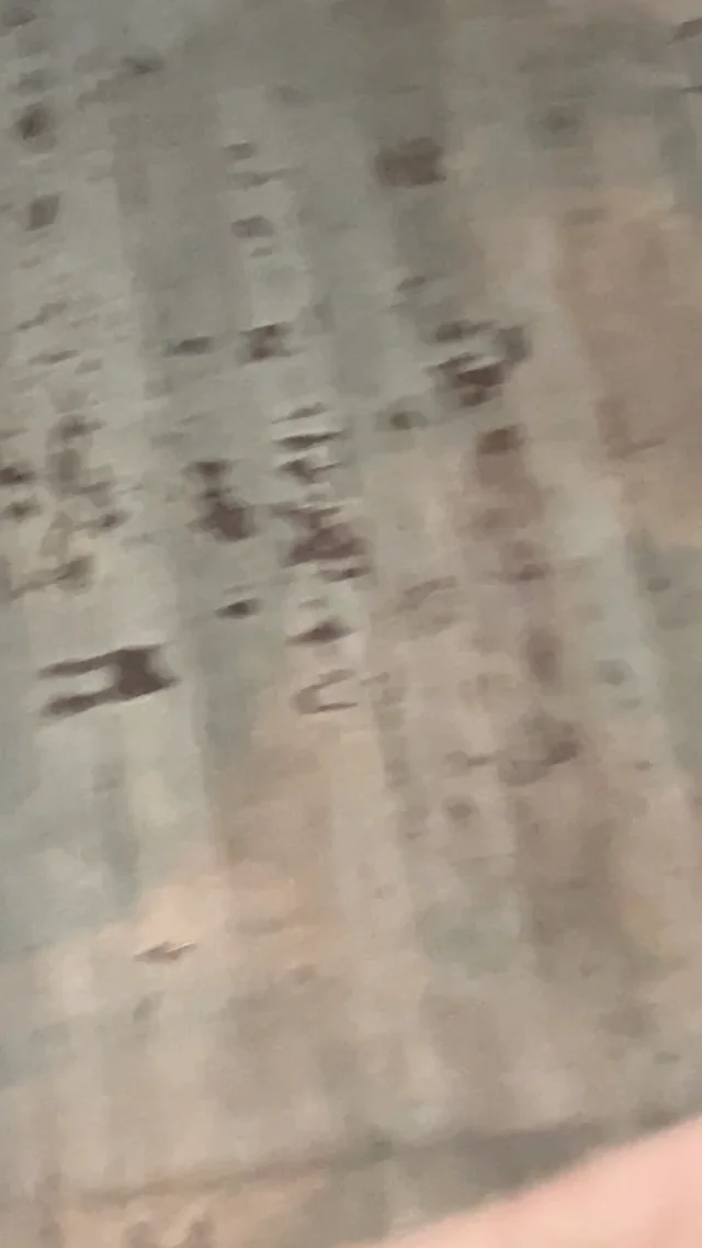 Found cat