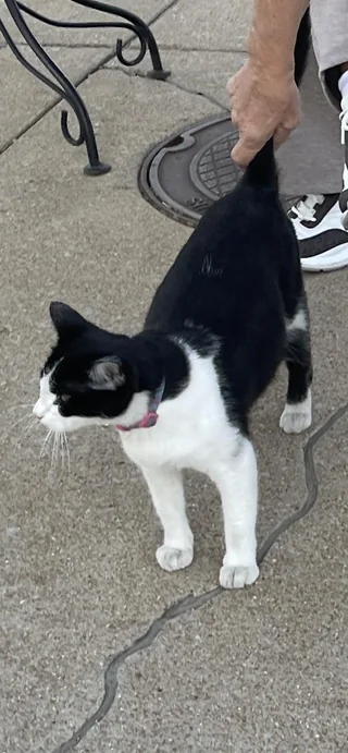 Found cat