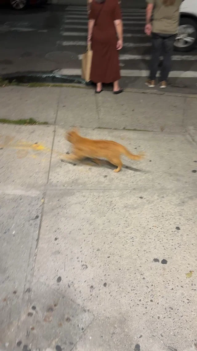 Found cat