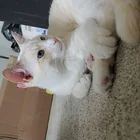 Lost Cat in Arbour Lake