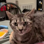 Lost Cat in Tallahassee