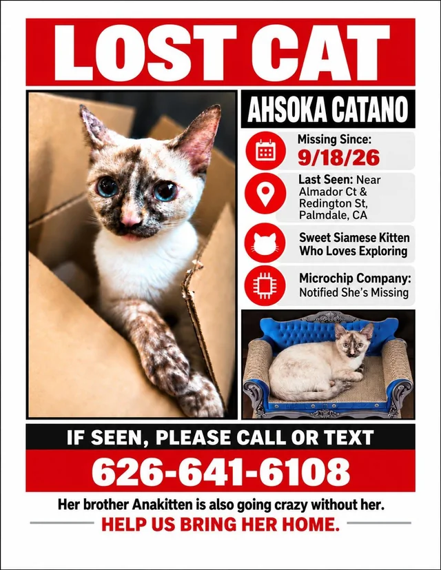 Lost cat
