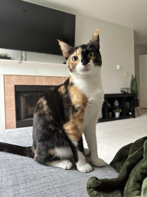 Lost Cat in Kirkland