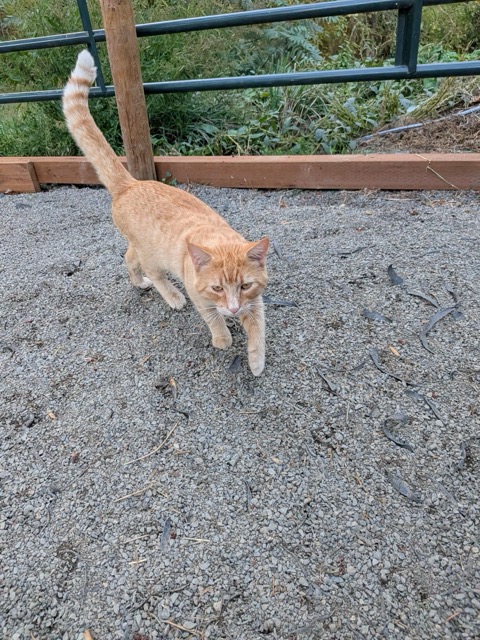 Found cat