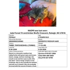 Lost Cat in Raleigh