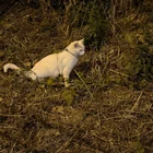 Found cat