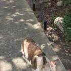 Found dog