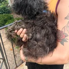 Found dog