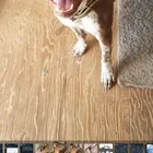 Lost dog