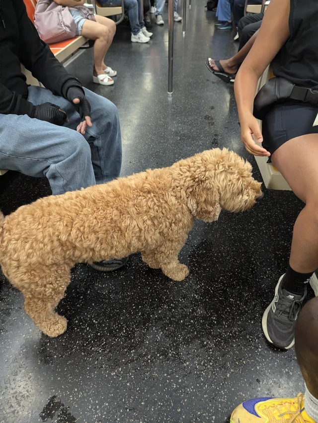 Lost dog