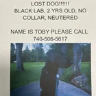 Lost dog