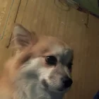 Lost Dog in Yangon
