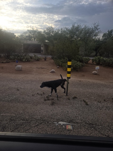 Found dog