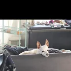 Lost dog