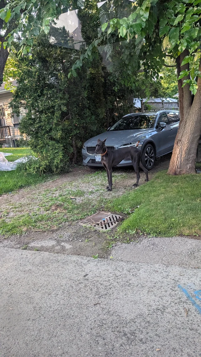 Found dog