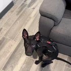 Lost dog