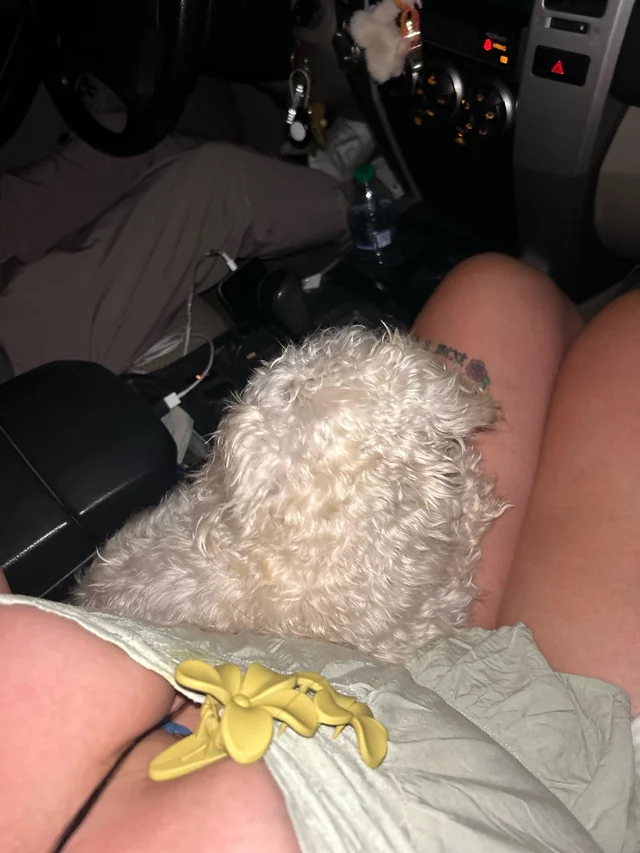 Found dog