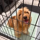 Found dog
