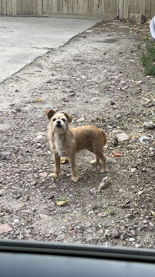 Found dog