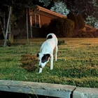 Found dog
