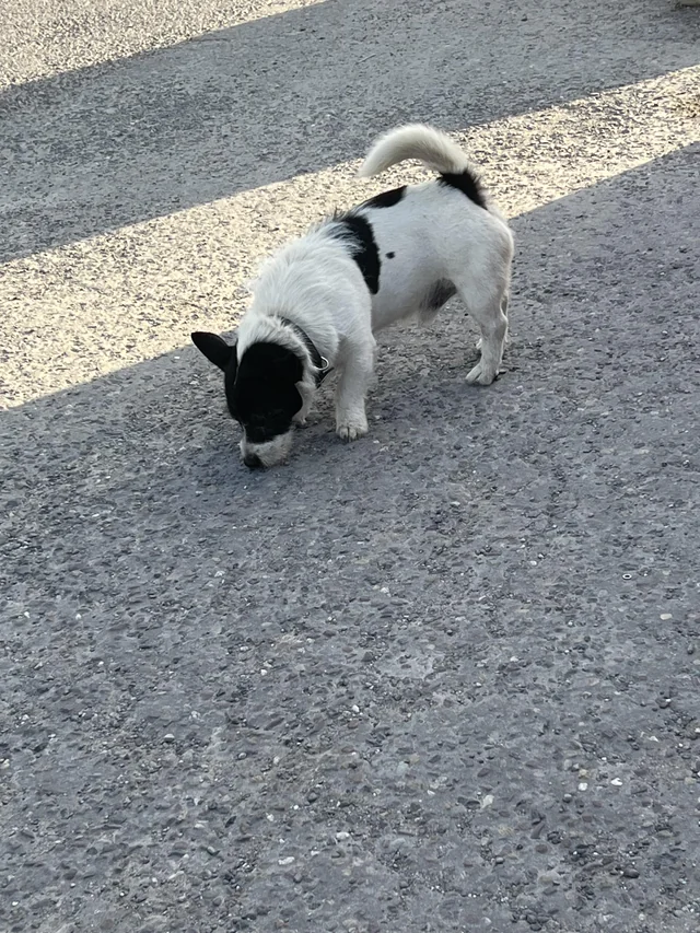 Found dog