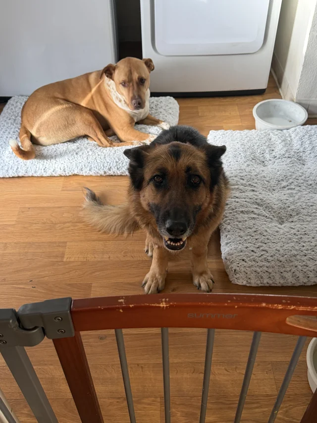 Lost dog