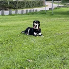 Found dog