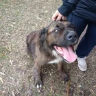 Found dog