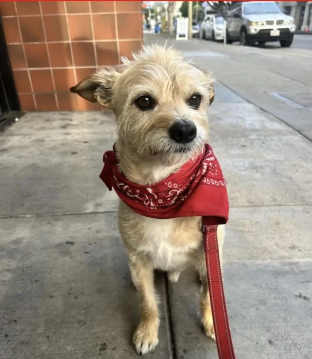 Lost dog