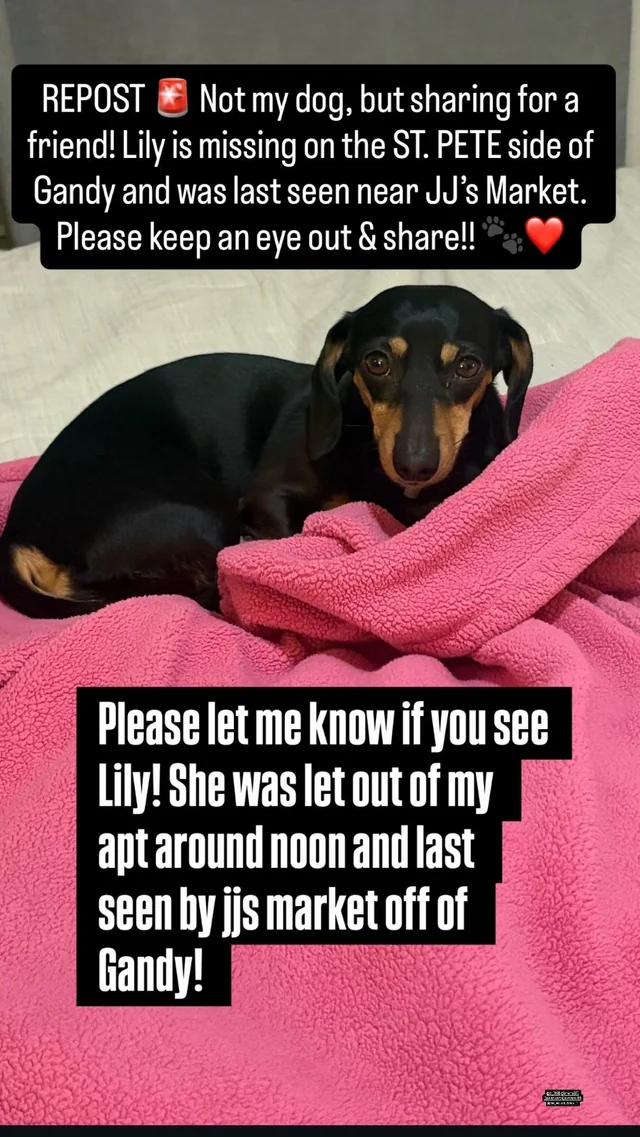 Lost dog