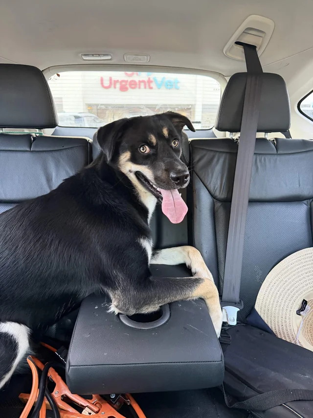 Found dog