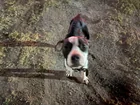 Found dog