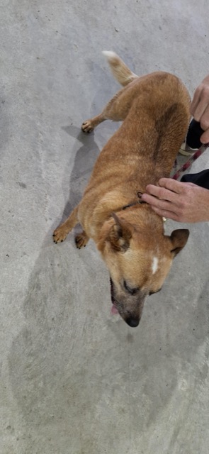 Found dog