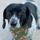 Lost dog