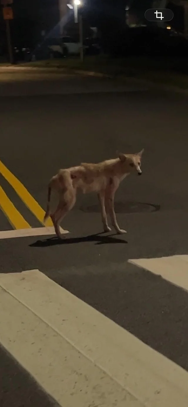 Found dog