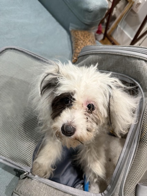 Found dog
