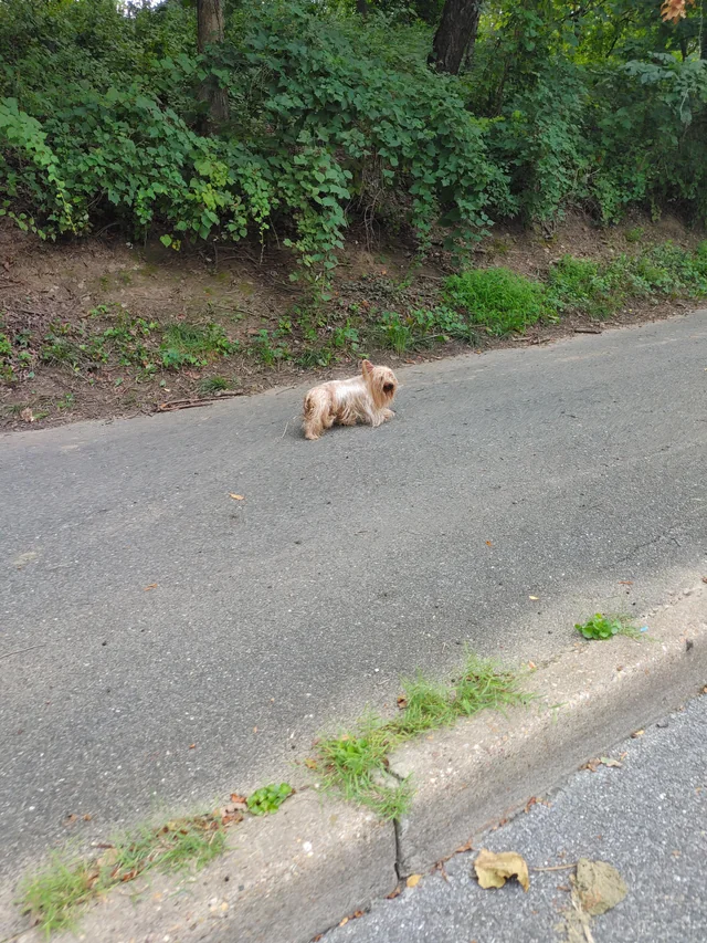 Found dog