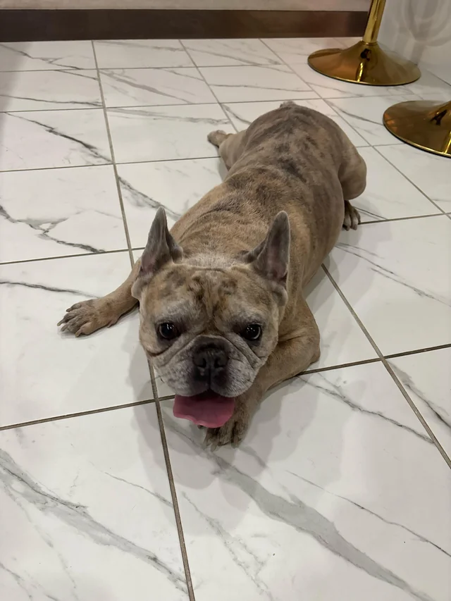 Found Dog in Whitby