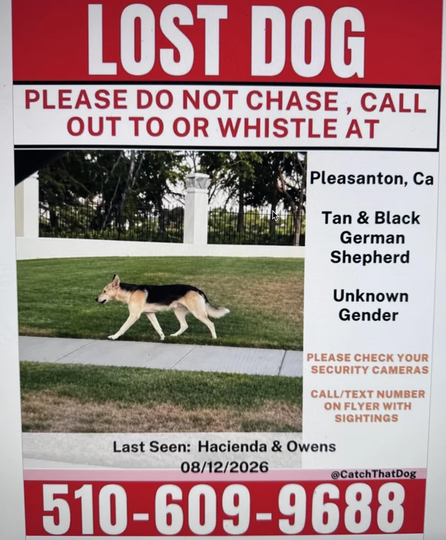 Found dog