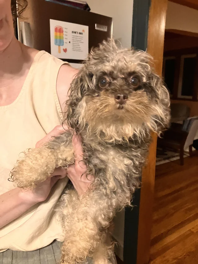 Found dog