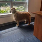 Found Dog in Montague