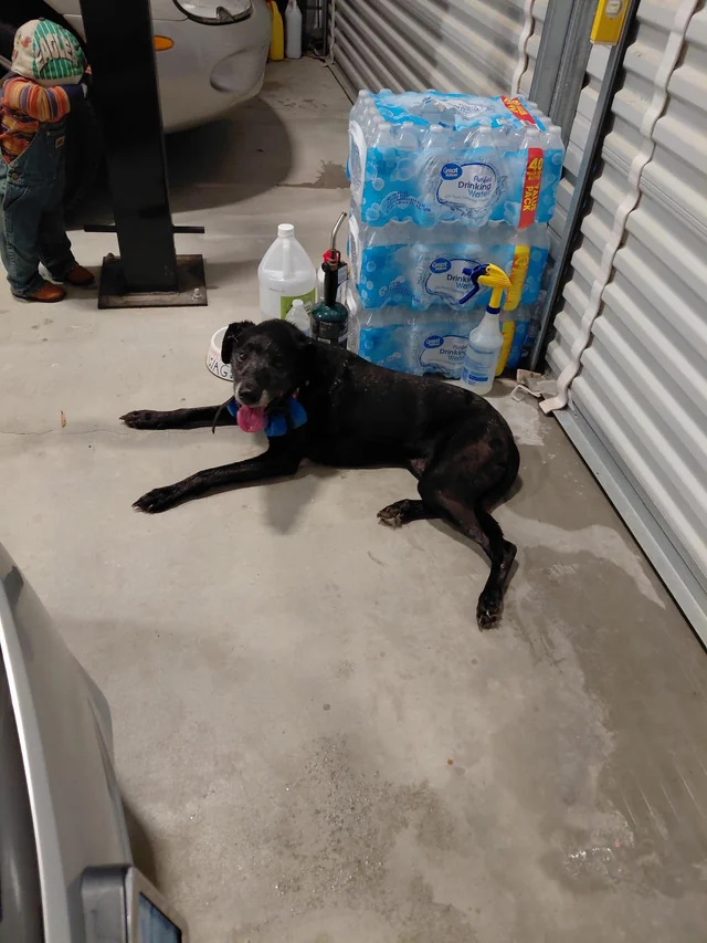 Found Dog in Cottageville