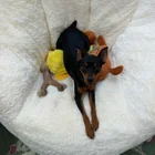 Lost Dog in Austin