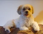 Lost Dog in Lakewood