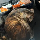 Found Dog in Chattanooga