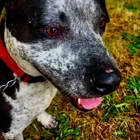 Lost dog