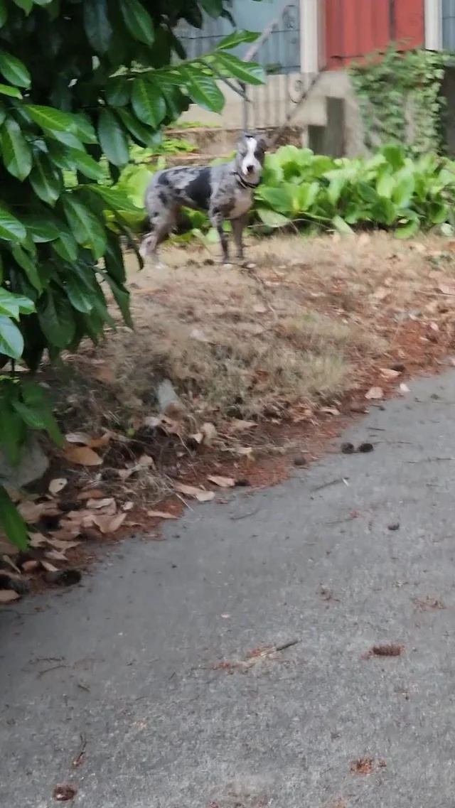 Found dog