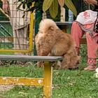 Found Dog in Islamabad